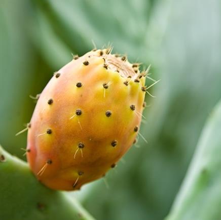 Natural active Nopal